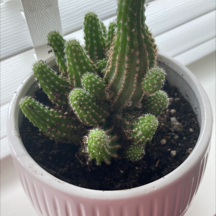 Potted Engelmann's Hedgehog Cactus with multiple healthy stems in a pink pot.