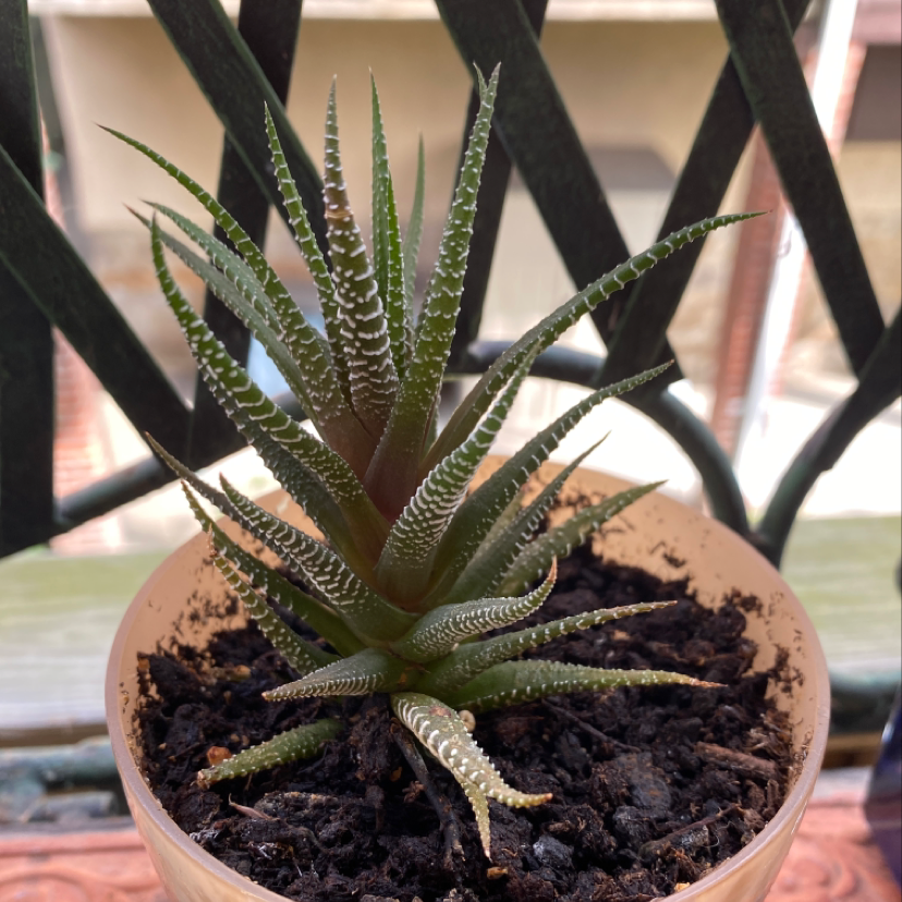 Healthy zebra plant with striped succulent leaves growing in a terracotta pot, well-framed close-up photo.