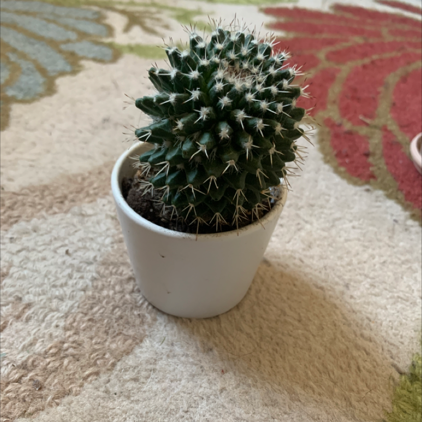 Little Nipple Cactus in a white pot on a patterned surface.
