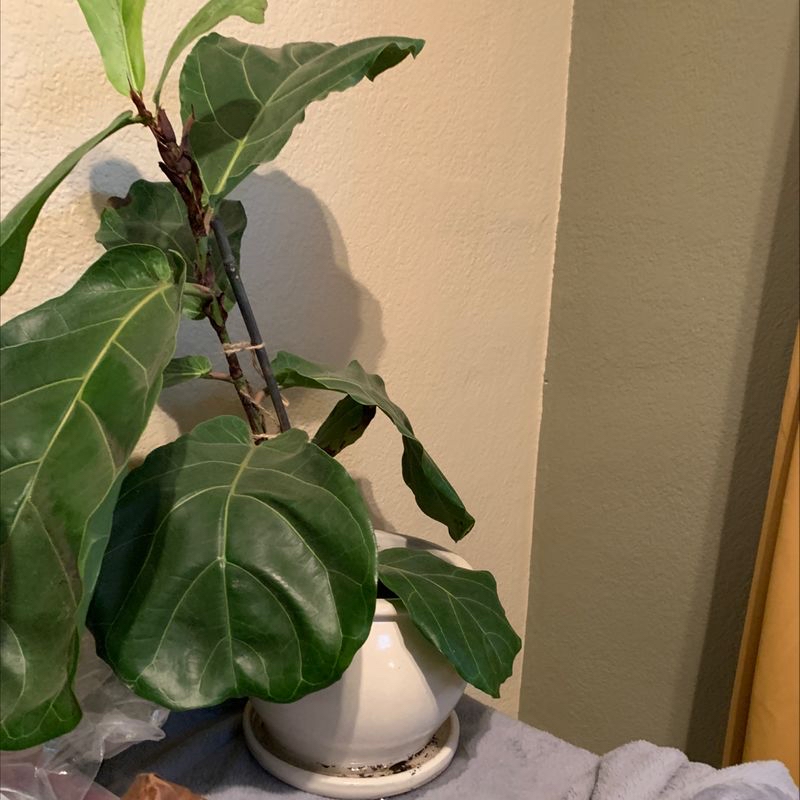 Photo of the plant species Anglaonema Tricolor by Audrey named Cleopatra on Greg, the plant care app