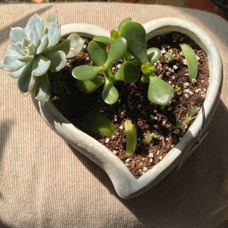 Photo of the plant species Medium Monsteriu by Emily named Eleven on Greg, the plant care app