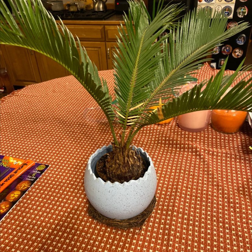 Best Potting Soil Mix For Sago Palm