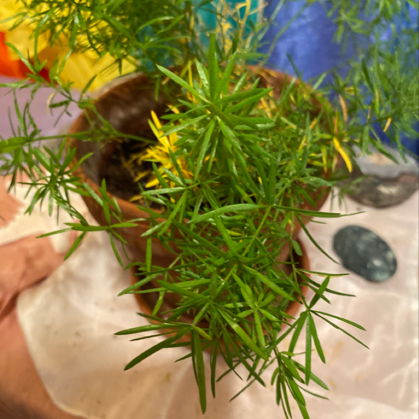 A healthy, lush asparagus fern plant with delicate green foliage in a plastic nursery pot, photographed against an artistic background.