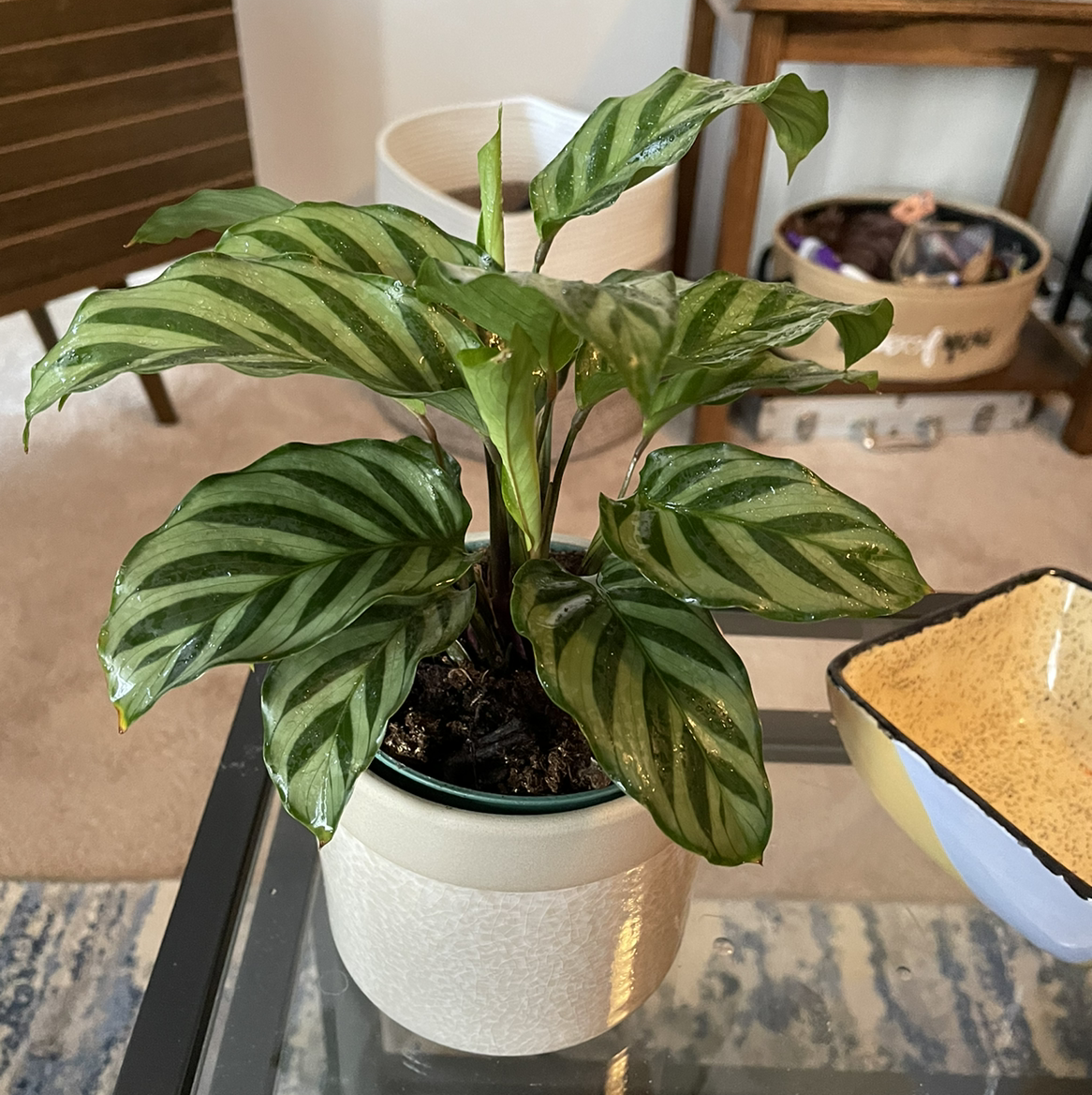 Cathedral Windows plant with vibrant green striped leaves in a pot on a glass table indoors.