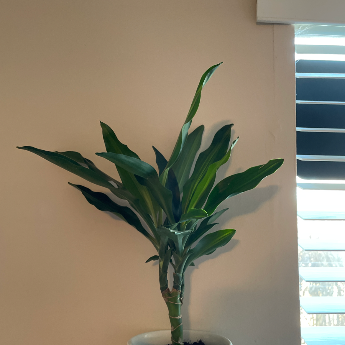 Dracaena 'Janet Craig Compacta' plant in a pot with vibrant green leaves, well-framed and centered.