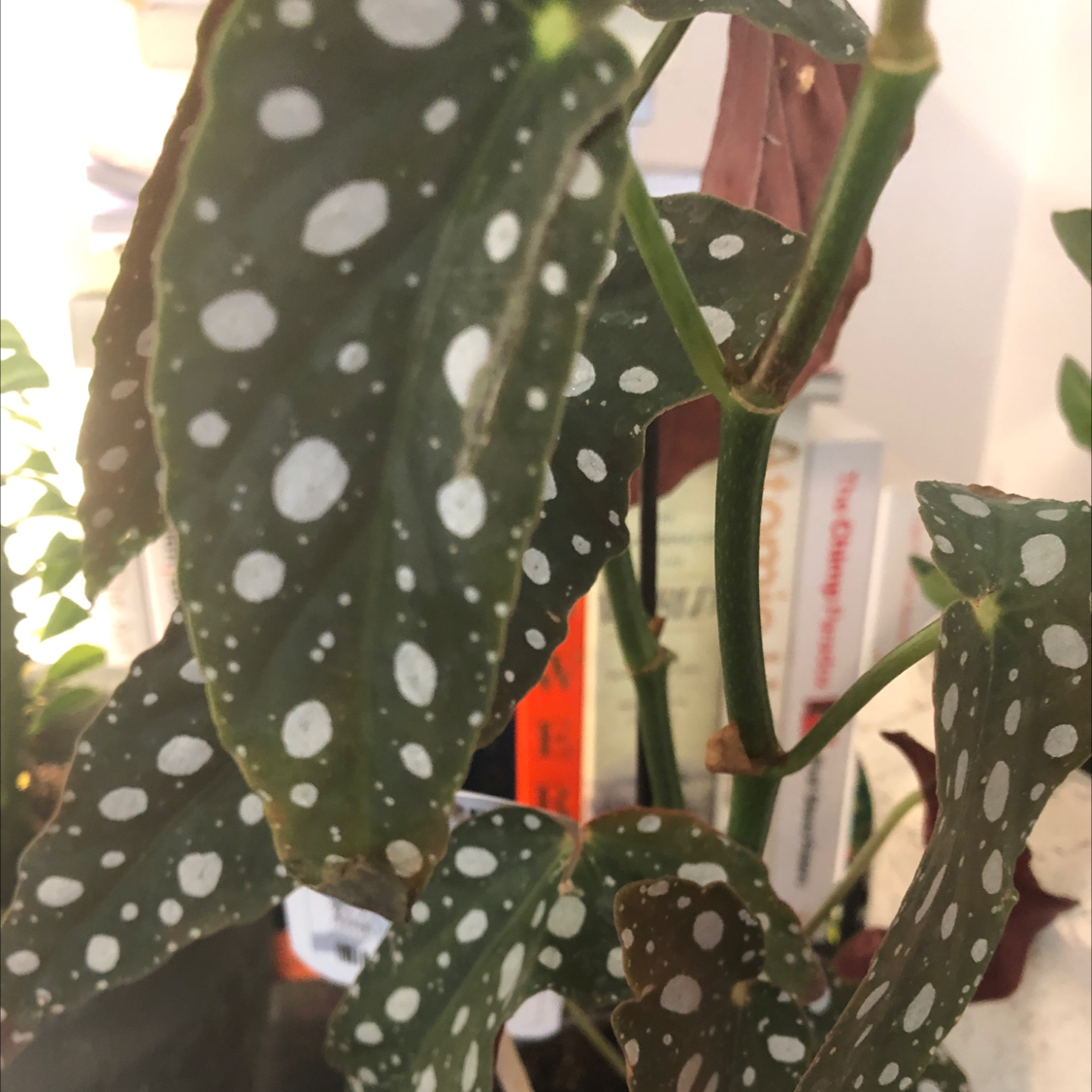 Polka Dot Begonia plant photo by @Keepingmyplantsalive named Hübsch aber sehr empfindlich on Greg, the plant care app.