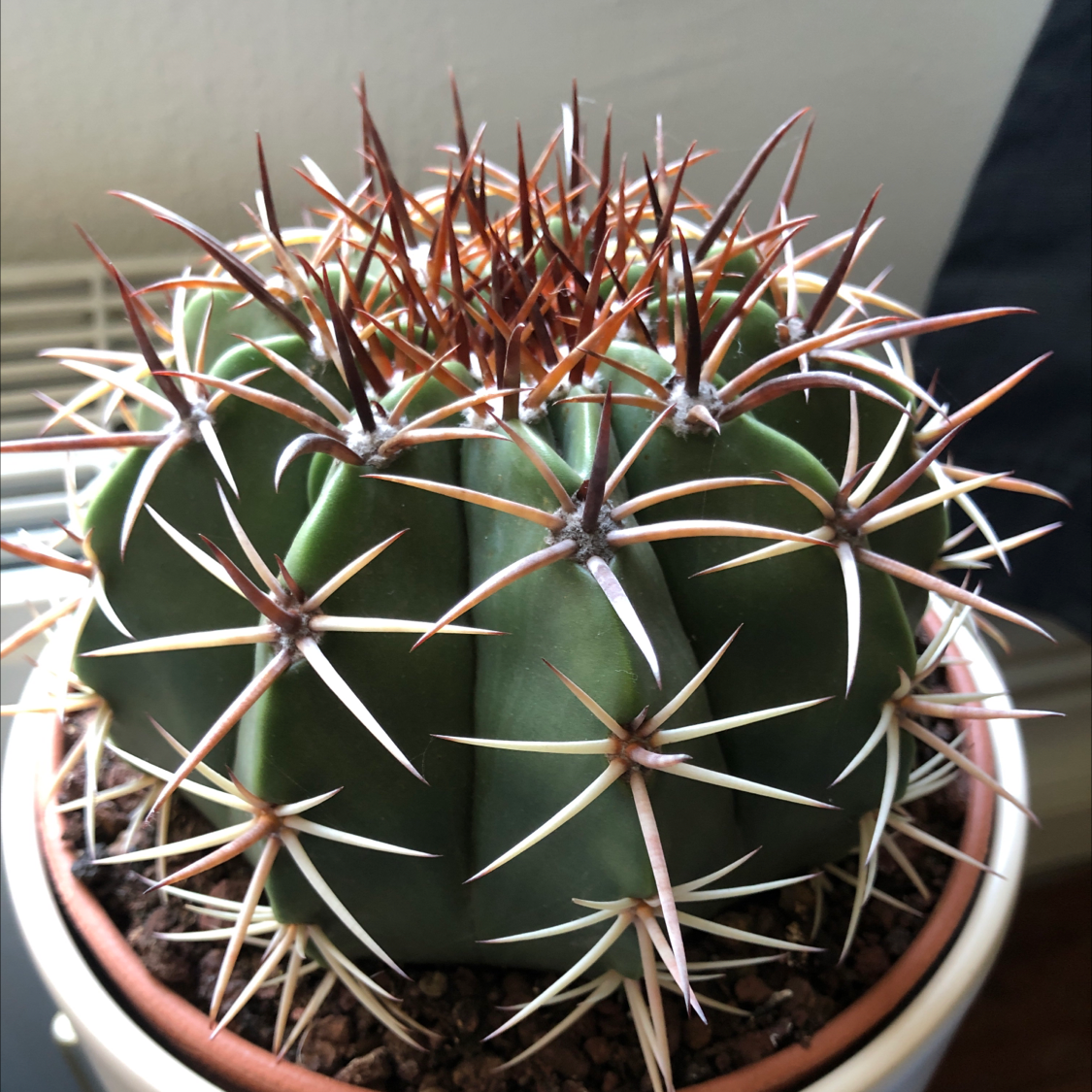 Photo of the plant species Devil's Pincushion by @NessiNessi named Pepito on Greg, the plant care app