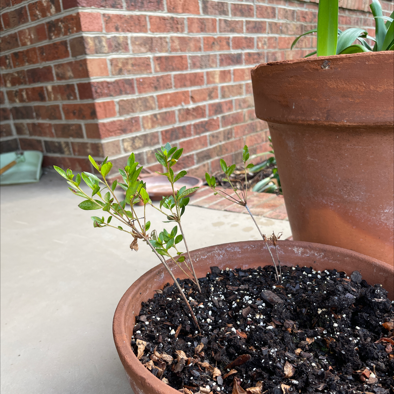 Potted Pink Azalea plant with green leaves, well-drained soil, and no visible flowers.