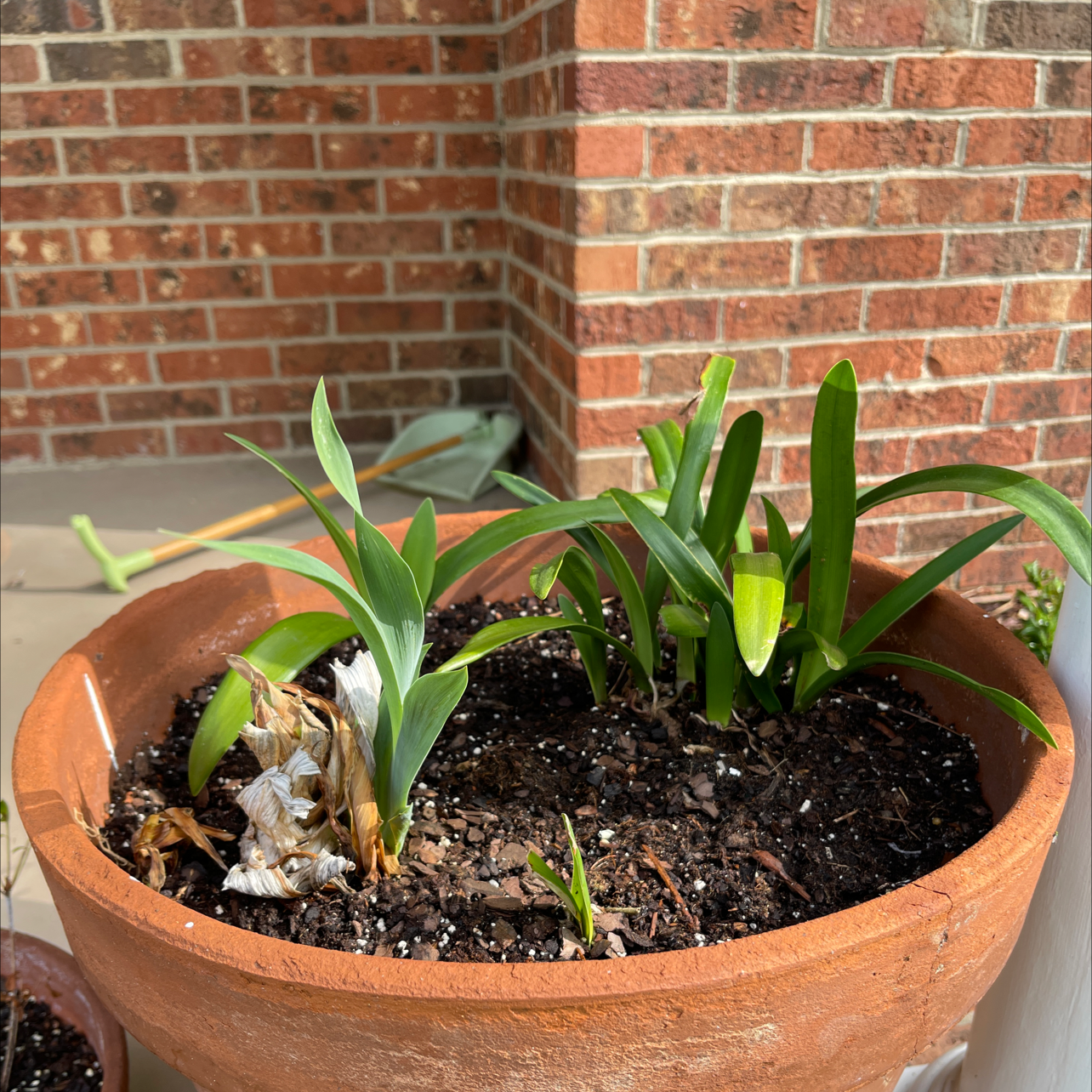 Potted Striped-Tubed Amaryllis with green leaves and some browning foliage in a terracotta pot.