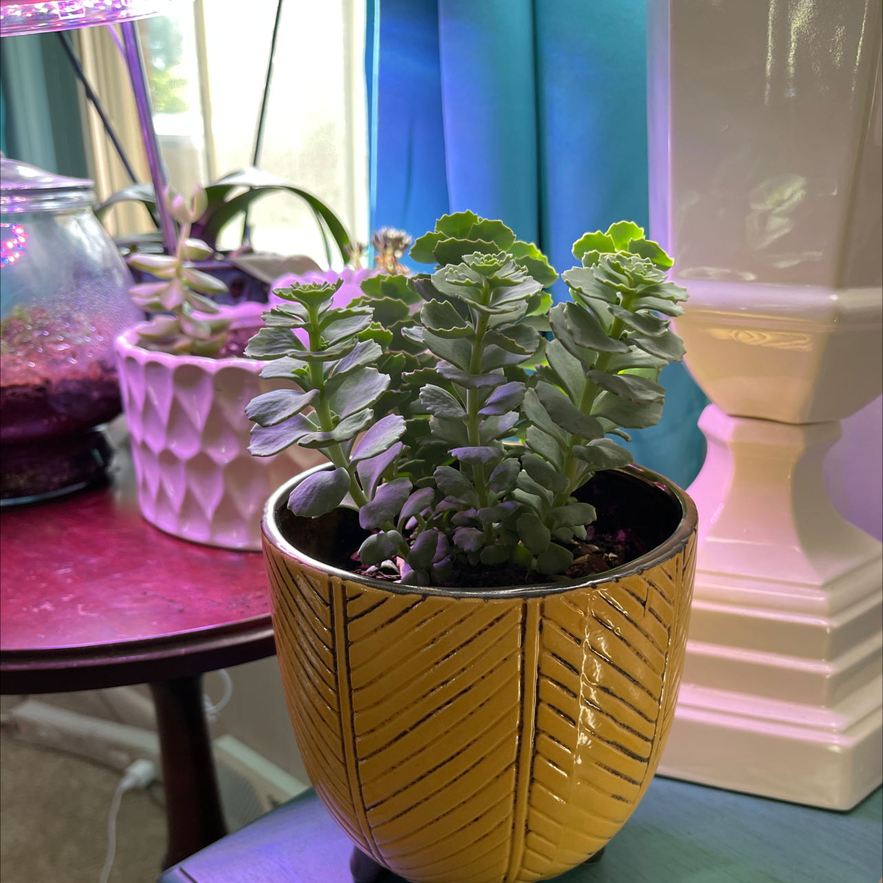 Potted October Daphne plant in a yellow pot, appears healthy with visible soil.