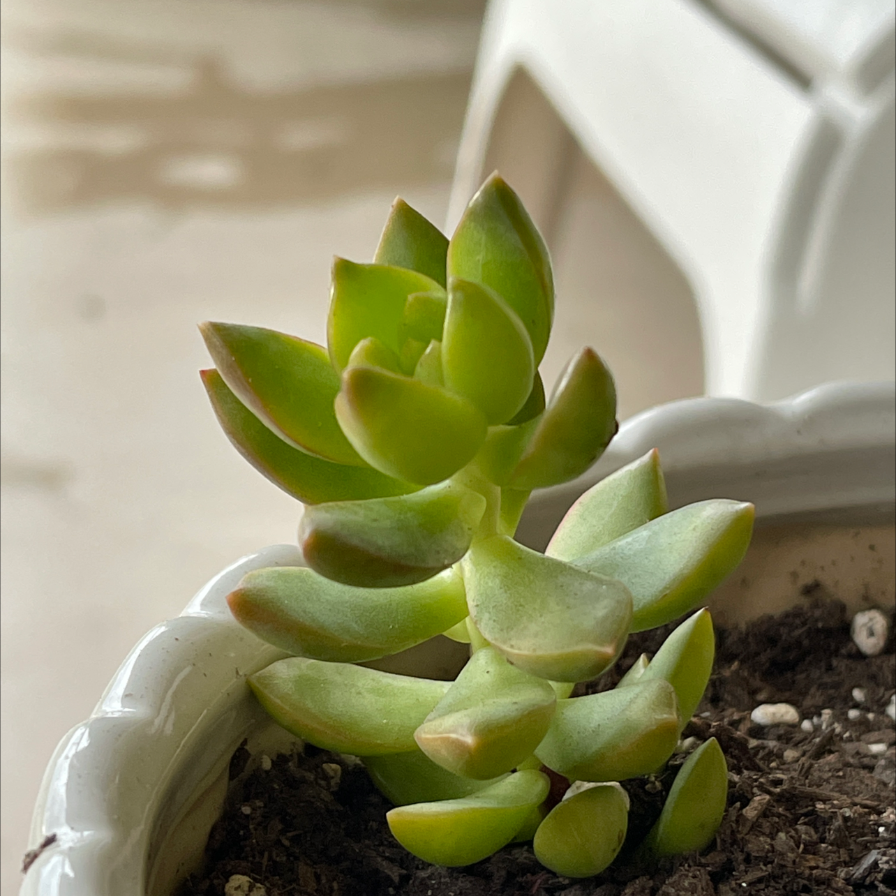 Healthy Echeveria purpusiorum succulent in a pot with visible soil.