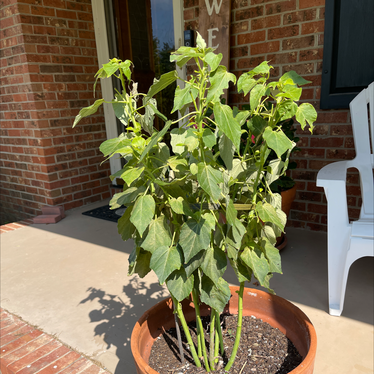 Potted Korean Hibiscus plant on a porch with green leaves and visible soil.