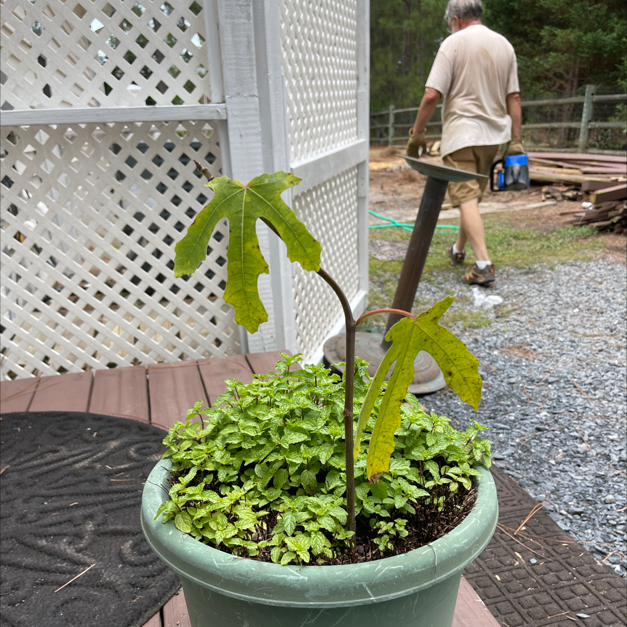 Potted Brown Turkey Fig plant with yellowing and browning leaves, placed outdoors on a deck.