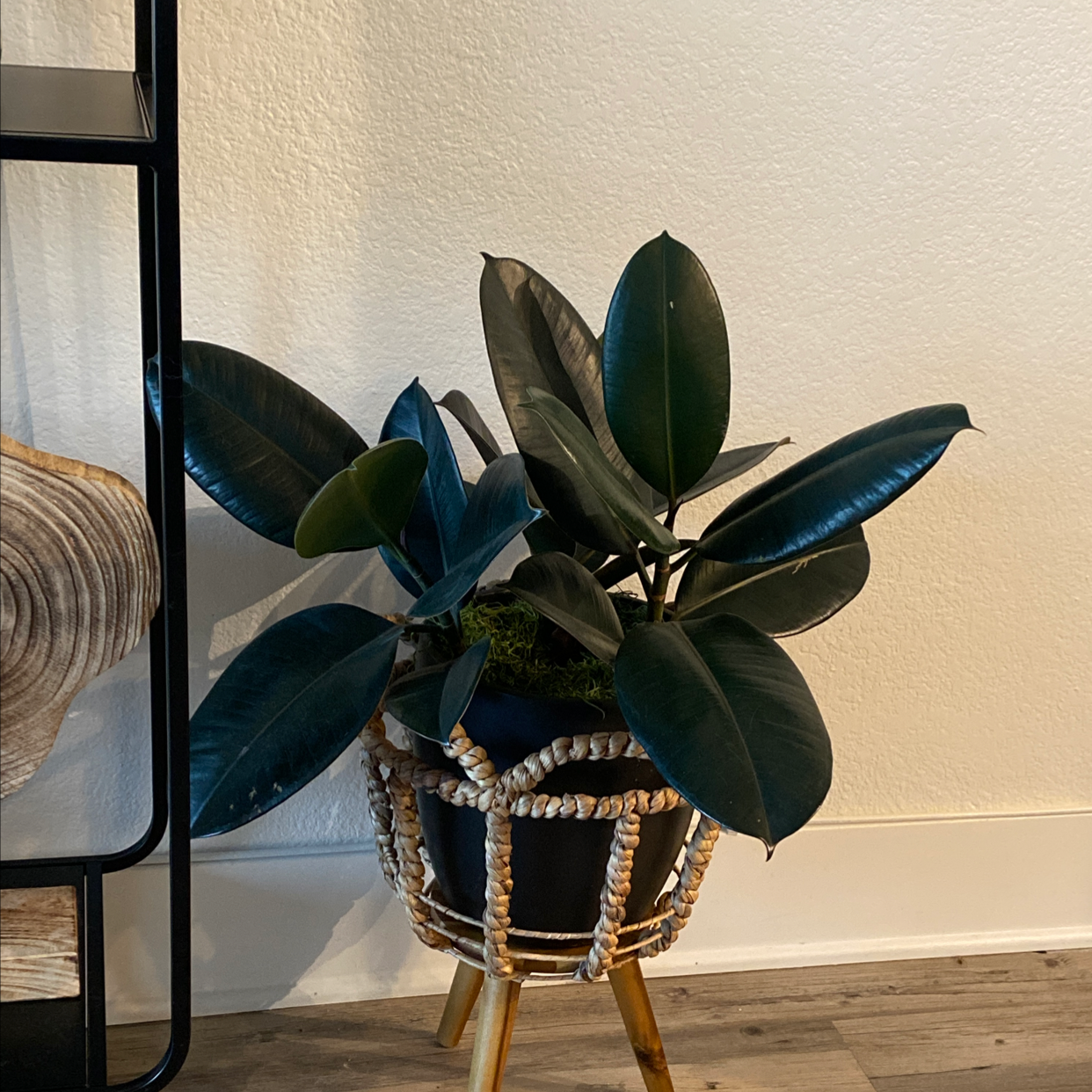 Photo of the plant species Rubber Plant by @wontkillmyplants named bloop on Greg, the plant care app