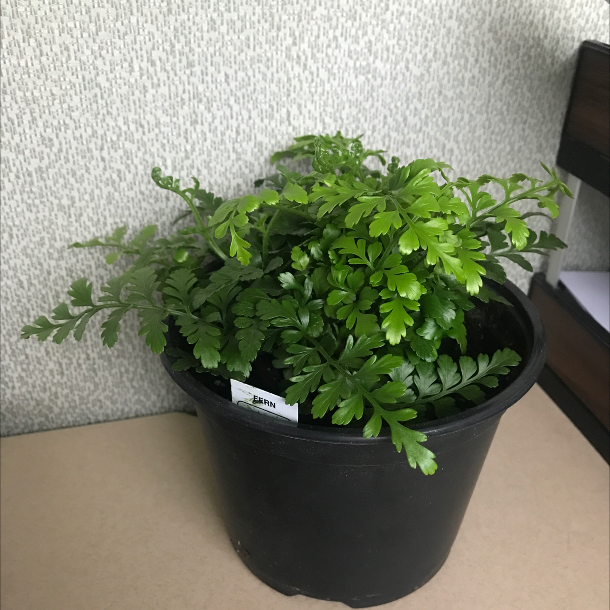 Healthy parsley fern in a black pot with vibrant green leaves.