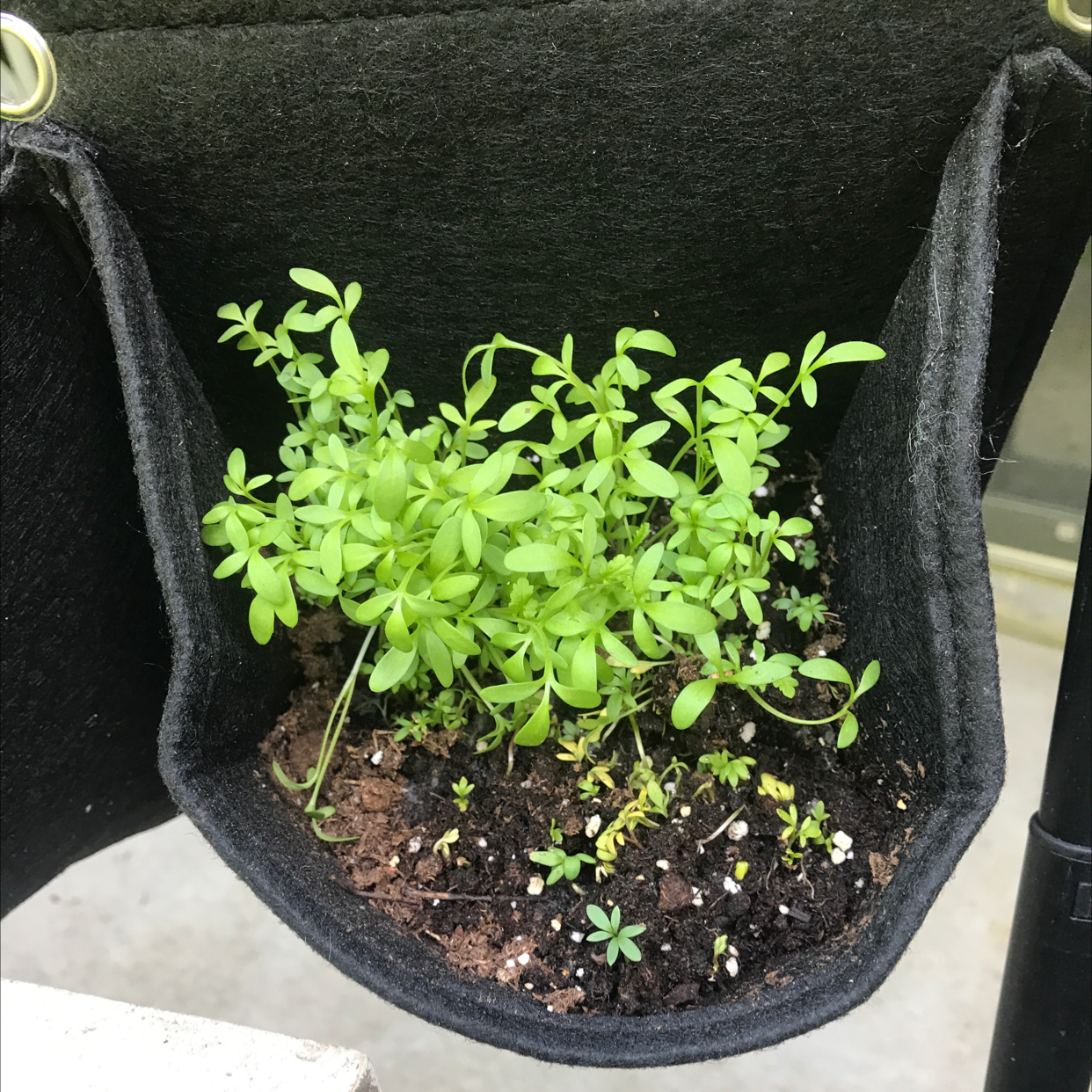 Plant care for White Meadowfoam on Greg, the plant care app