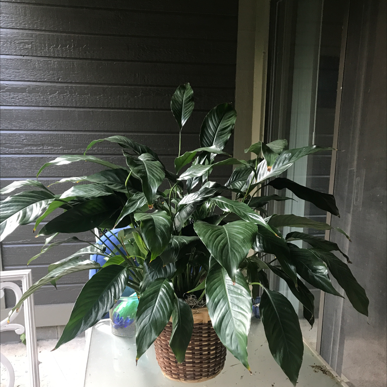 Peace Lily plant photo by @Haveafrighten named Madonna on Greg, the plant care app.