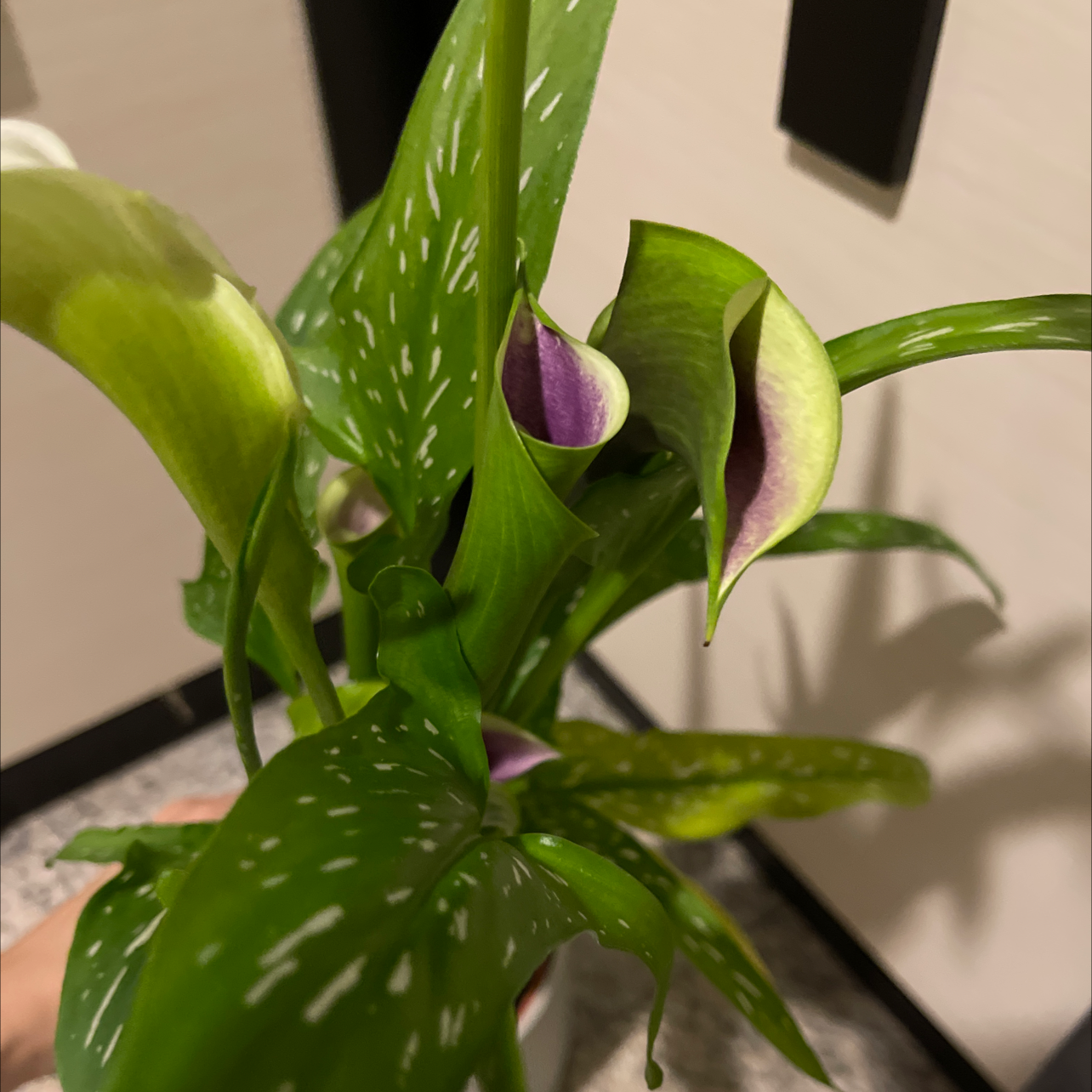 Spotted Calla Lily with green leaves and purple flowers, held by a hand.