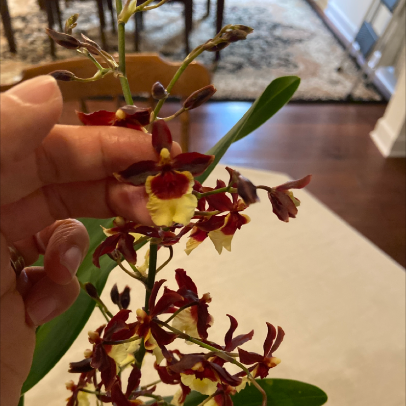 Flowering Oncidium sharry baby 'Sweet Fragrance' orchid with a hand holding part of the plant.