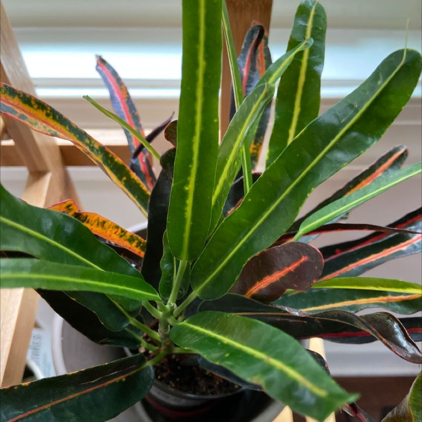 🍌 Does My Banana Croton Need Direct Sunlight?