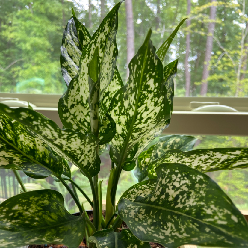 Photo of the plant species Aglaonema 'Silver Splash' by Sarah named Aglaonema splash on Greg, the plant care app