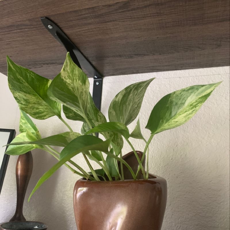 Photo of the plant species California Ivy by Katie named marble queen pothos on Greg, the plant care app