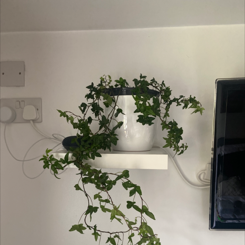 English Ivy plant photo by @Lauren5118 named Ivy on Greg, the plant care app.