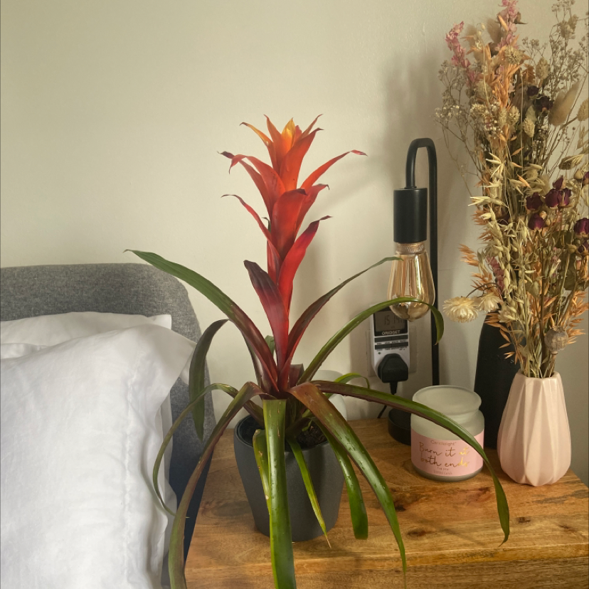 Droophead Tufted Airplant plant photo by @Lauren5118 named Star on Greg, the plant care app.