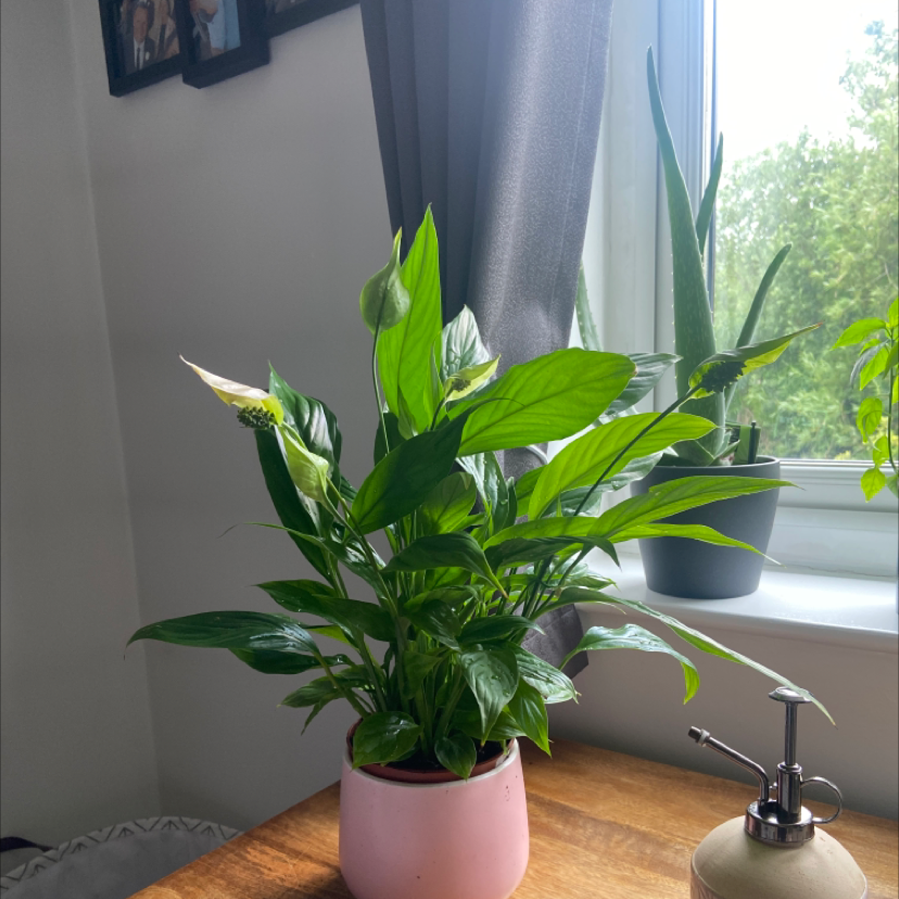 Photo of the plant species Peace Lily by @Lauren5118 named Lily on Greg, the plant care app