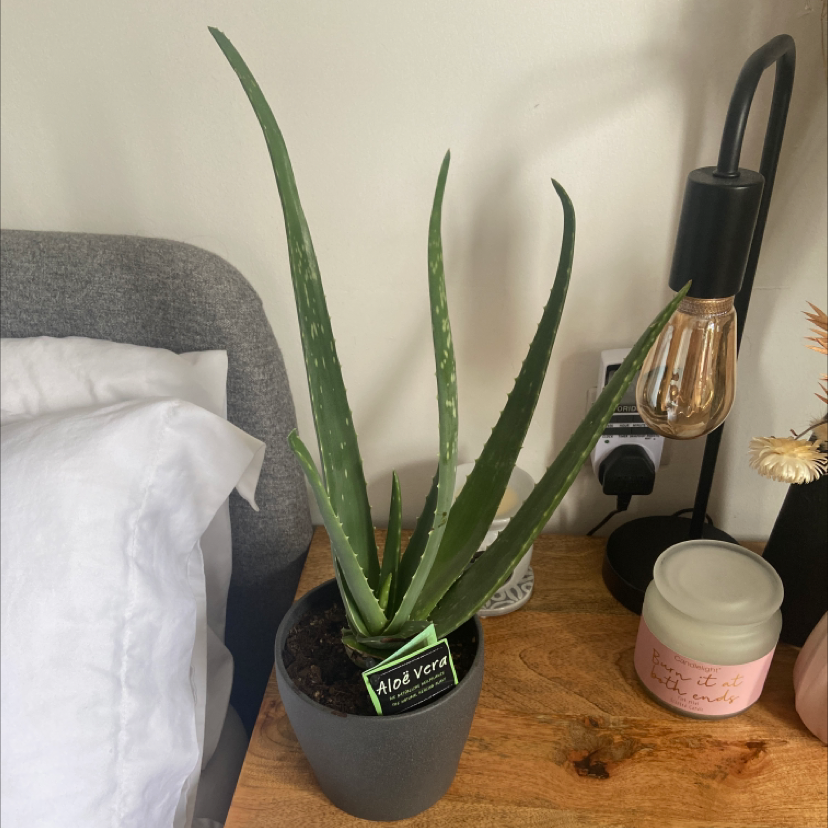 Aloe vera plant photo by @Lauren5118 named Aloe aloe on Greg, the plant care app.