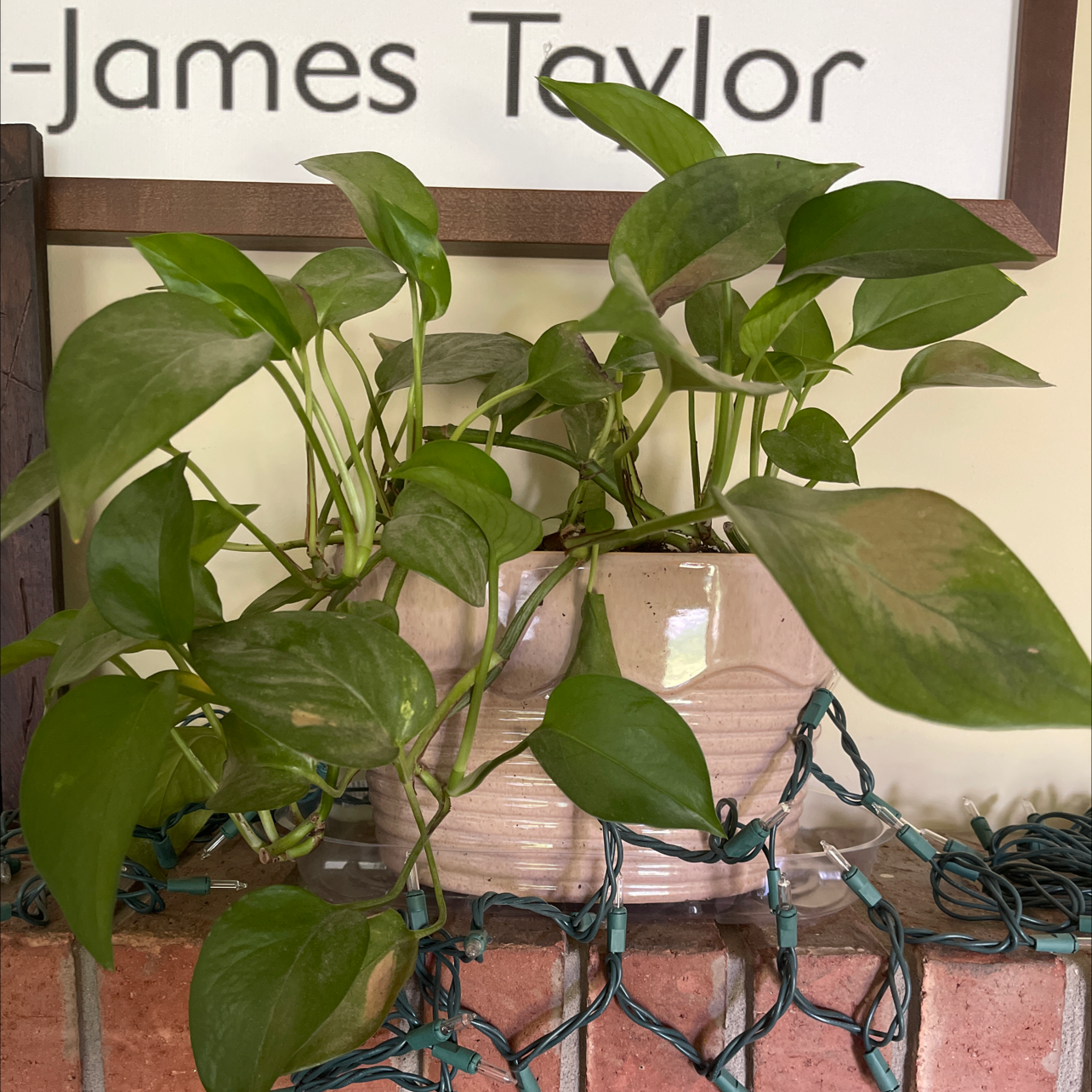 Taro Vine plant photo by Stacy named Eve on Greg, the plant care app.