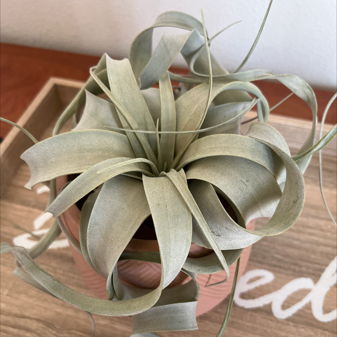 Tillandsia Xerographica plant in a pot with silvery-green curled leaves.