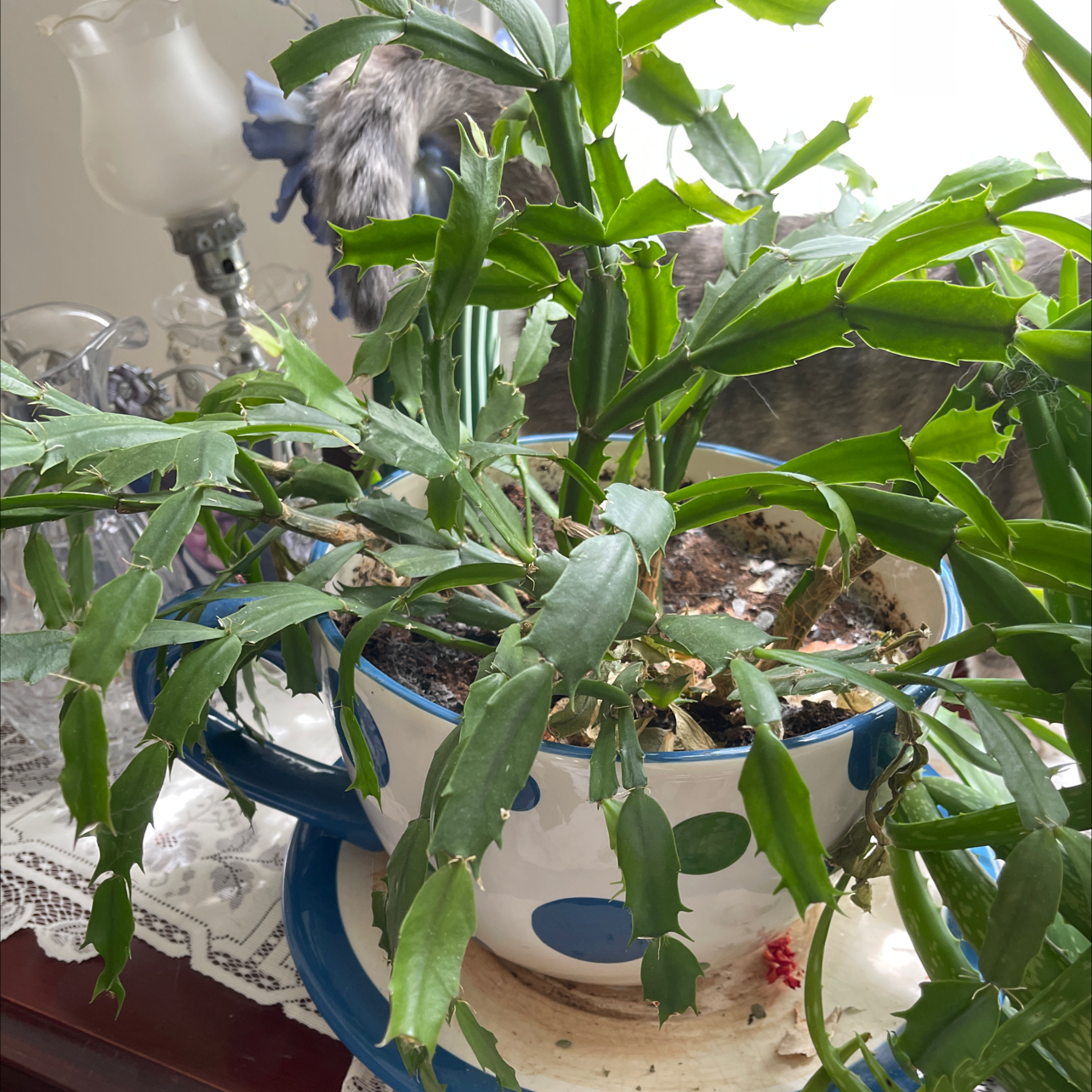 False Christmas Cactus plant photo by Lisbeth named Diana on Greg, the plant care app.