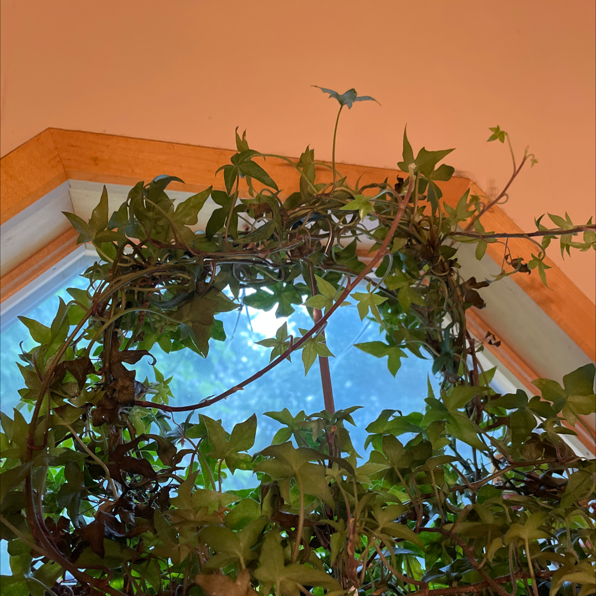 English Ivy plant photo by Lenamarie named Ivy on Greg, the plant care app.