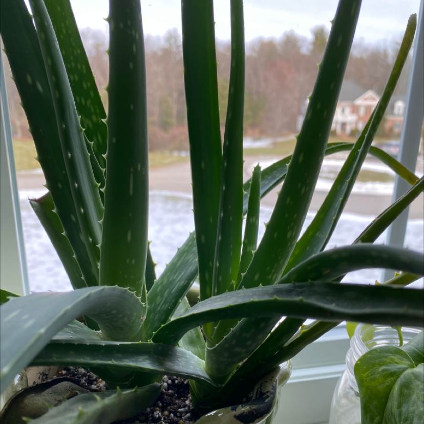 Aloe vera plant photo by @lilyyandow named Aloe on Greg, the plant care app.
