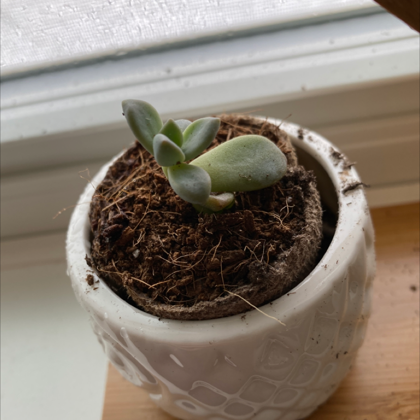 Sedum adolphi 'Golden Glow' succulent in a white pot near a window.