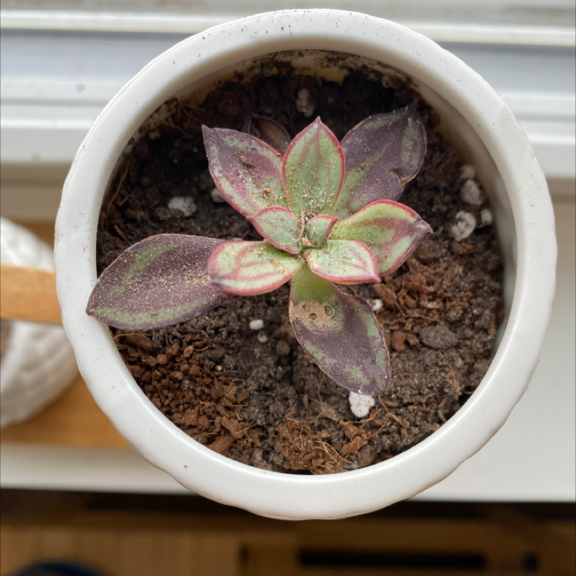 Painted Echeveria plant in a white pot with visible leaf discoloration and dry soil.