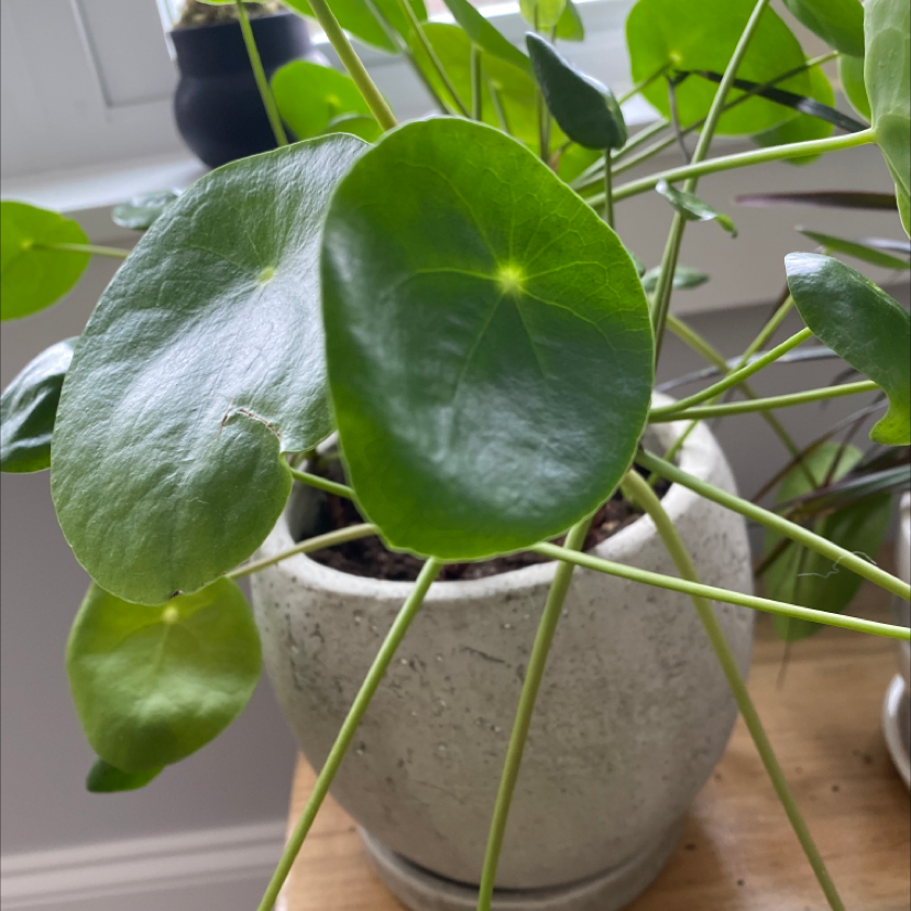 Chinese Money Plant plant photo by @lilyyandow named Khaleesi on Greg, the plant care app.