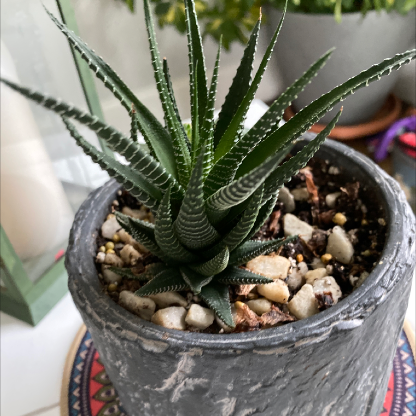 Zebra Plant plant photo by @lilyyandow named Sproutacus on Greg, the plant care app.