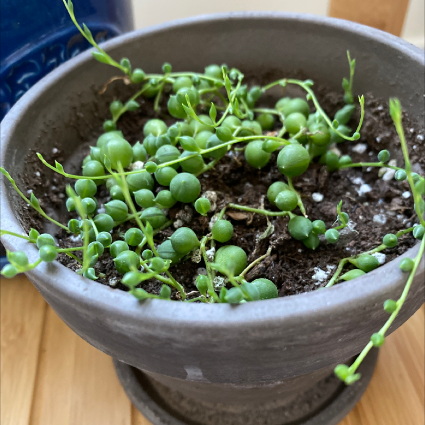 String of Pearls plant photo by @lilyyandow named Elina on Greg, the plant care app.