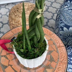 Cylindrical Snake Plant plant photo by @lilyyandow named Bella on Greg, the plant care app.