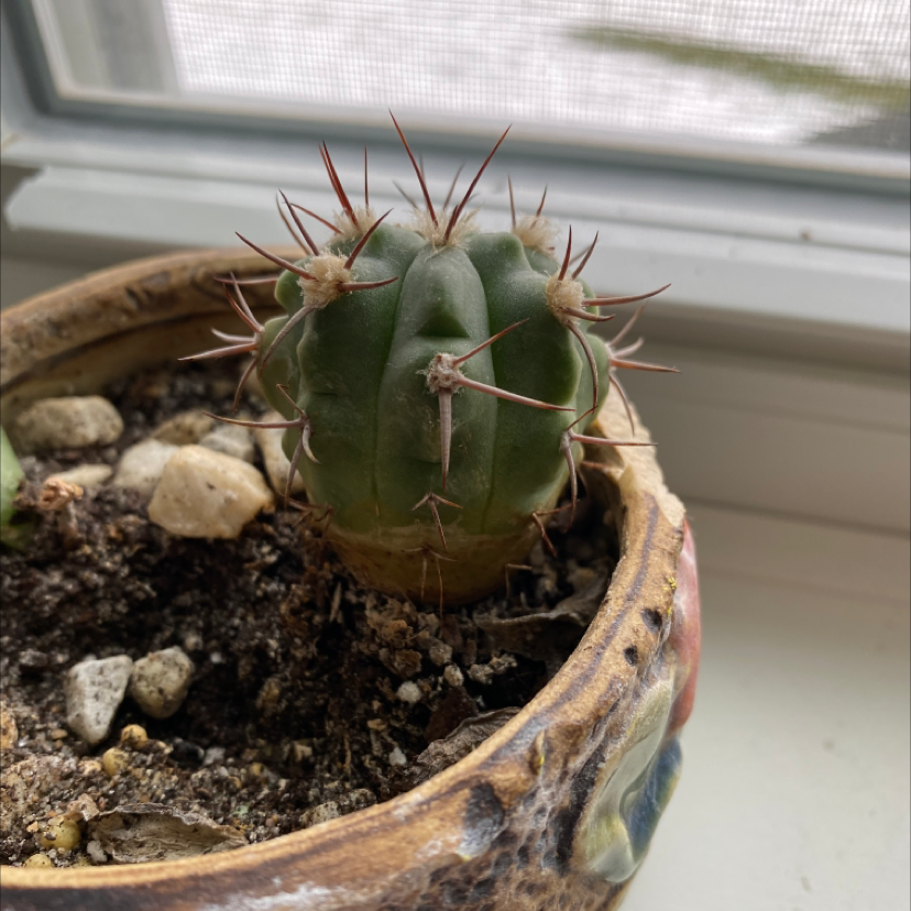 Healthy Simpson Hedgehog Cactus in a clay pot, with long red spines radiating from its spherical green body.