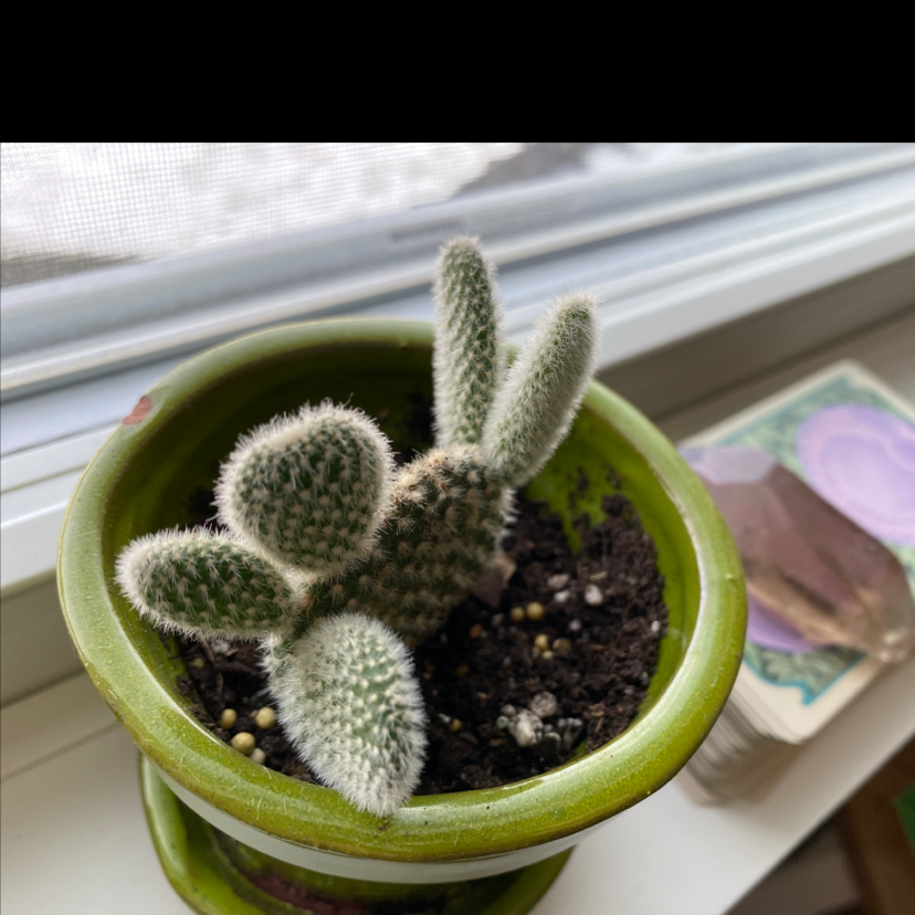 Bunny Ears Cactus plant photo by @lilyyandow named Spike Leaves on Greg, the plant care app.