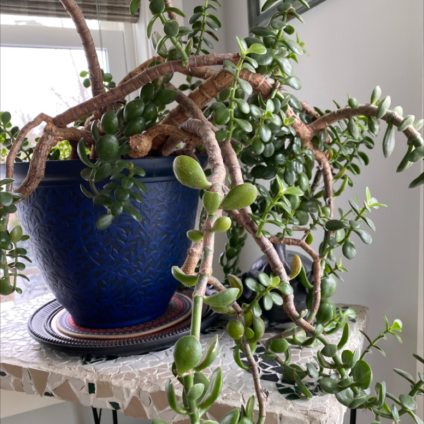Lucky Plant plant photo by @lilyyandow named Aria on Greg, the plant care app.