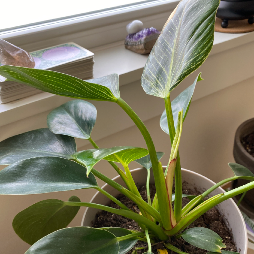 Philodendron Scandens plant photo by @lilyyandow named Darwin on Greg, the plant care app.