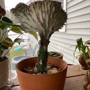 Dragon Bone Cactus plant photo by @lilyyandow named Navajo on Greg, the plant care app.