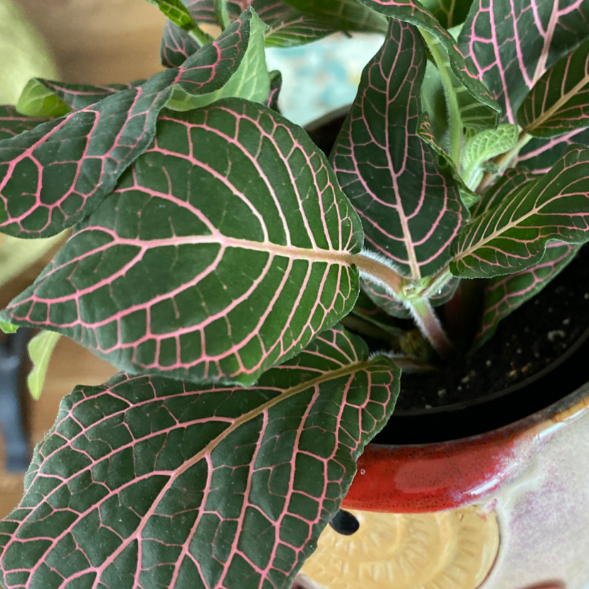 Nerve Plant plant photo by @lilyyandow named Madonna on Greg, the plant care app.