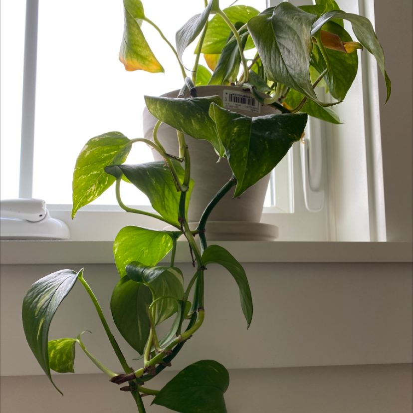 Jade Pothos plant photo by @lilyyandow named Aristotle on Greg, the plant care app.