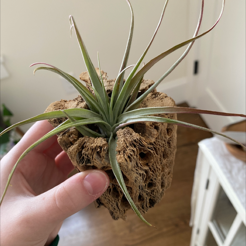 Medusa Head Air Plant held by a hand, mounted on natural material.