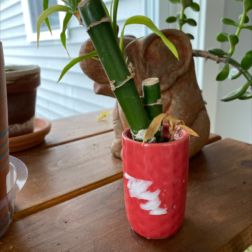 Lucky Bamboo plant photo by @lilyyandow named Diana on Greg, the plant care app.